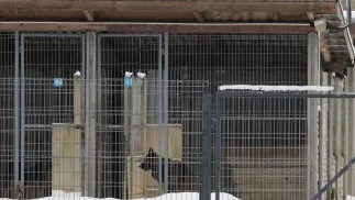 Powiatowy Lekarz Weterynarii zamknął schronisko w Sobolewie. Fot. PAP/	Paweł Supernak