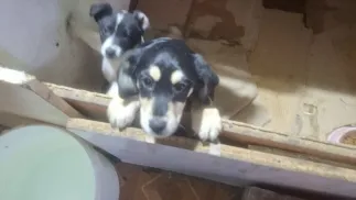 Pseudohodowla psów i kotów zlikwidowana przez łódzką policję. Fot. https://lodzka.policja.gov.pl/