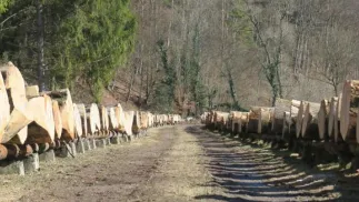 Najwyższe notowania osiągnęło drewno dębowe ze średnią ceną 3904 zł za metr sześcienny. Fot. RDLP w Krośnie
