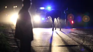 Kolizja z udziałem łosia. Fot. PAP/Marcin Bednarski