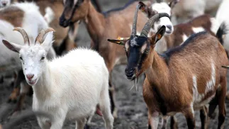 Kozy. Fot. PAP/	Darek Delmanowicz