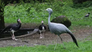 Ptaki w warszawskim zoo, fot.PAP/Albert Zawada