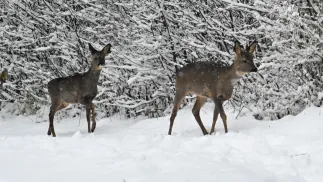  Sarny szukające pożywienia pod śniegiem. Fot. PAP/Marcin Bielecki