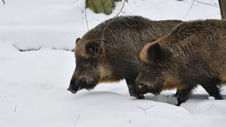 Dziki. Fot. PAP/Przemysław Piątkowski