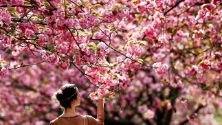 Kwitnące wiśnie Fot. PAP/EPA/FILIP SINGER