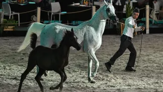 Klacz i źrebię podczas aukcji w Janowie Podlaskim Fot. PAP/Wojtek Jargiło