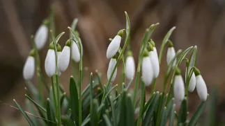  Kwitnące przebiśniegi. Zdj. Ilustracyjne. Fot. PAP/Adam Warżawa