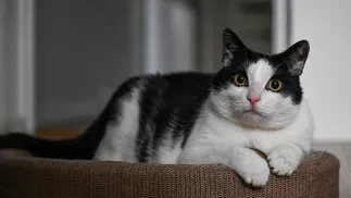 Kot Fot. PAP/Darek Delmanowicz