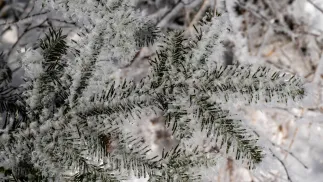 Mróz. Fot. PAP/Darek Delmanowicz