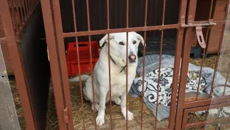 Schronisko (zdjęcie ilustracyjne). Fot. PAP/Jarek Praszkiewicz