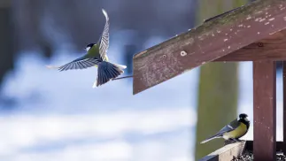 Sikorki w karmniku Fot. PAP/Szymon Pulcyn