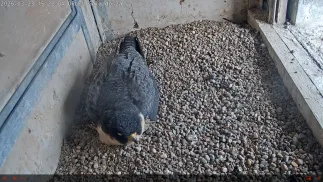 Ujęcie z kamery w budce lęgowej zamontowanej na instalacji Clausa. Fot. Orlen