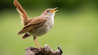 Słowik Fot. Adobe Stock/MatusHaban