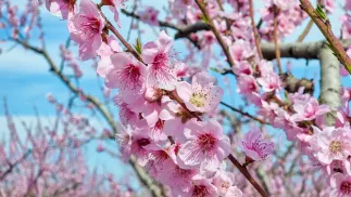 Drzewa brzoskwiniowe w Werii. Fot. sea and sun/Adobe Stock