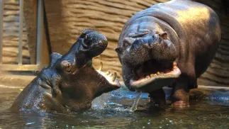 Od 1 kwietnia zmienią się też godziny otwarcia warszawskiego Zoo. Fot. PAP/	Tomasz Gzell (zdjęcie ilustracyjne)