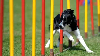 Podkarpackie Zawody Agility. Fot. PAP/Darek Delmanowicz