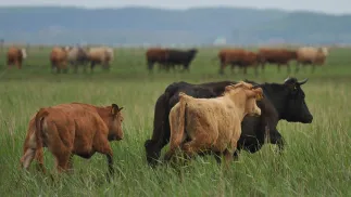 Krowy na pastwisku Fot. PAP/Marcin Bielecki