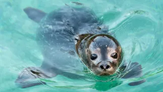 Foka. Zdj. ilustracyjne. Fot. PAP/Maciej Kulczyński