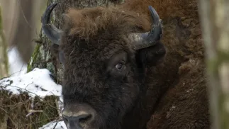 Żubr. Fot. PAP/Michał Zieliński