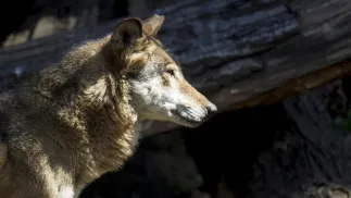 Wilk szary Fot. PAP/Aleksander Koźmiński