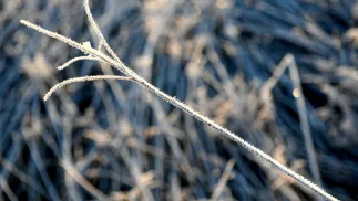 Przymrozki Fot. PAP/Darek Delmanowicz