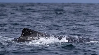 Humbak, zdjęcie ilustracyjne, fot. PAP/EPA/EFE/Jose Jacome