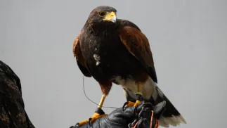 Myszołowiec towarzyski. Zdj. ilustracyjne. Fot. PAP/Jakub Kaczmarczyk