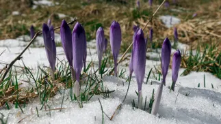 Krokusy pod śniegiem Fot. PAP/Grzegorz Momot