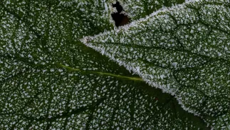 Przymrozki Fot. PAP/Darek Delmanowicz