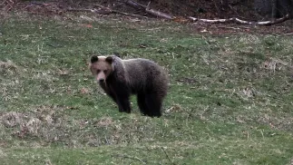 Niedźwiedź w Tatrzańskim Parku Narodowym. Fot. PAP/Grzegorz Momot