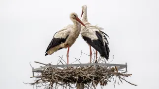 Bociany. Zdj. ilustracyjne. Fot. PAP/Darek Delmanowicz