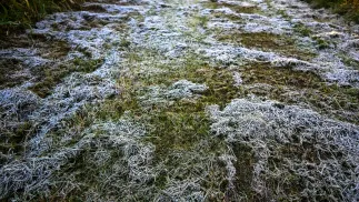  Przygruntowe przymrozki. Fot. PAP/	Darek Delmanowicz