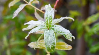 Przymrozki. Fot. PAP/Marcin Bielecki