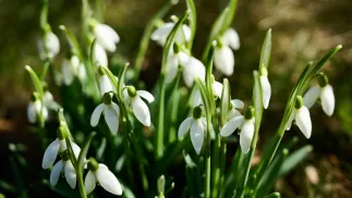 Kwitnące przebiśniegi zwiastujące nadchodzącą wiosnę. Fot. PAP/Adam Warżawa