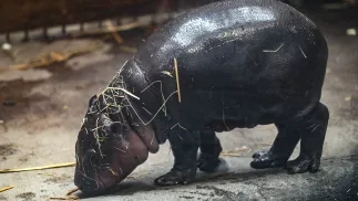 Samiczka hipopotamka karłowatego w Gdańskim Ogrodzie Zoologicznym. Fot. PAP/Adam Warżawa 
