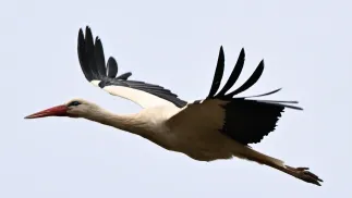 Bocian. Zdjęcie ilustracyjne. Fot. PAP/Andrzej Jackowski