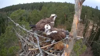 Para rybołowów w gnieździe Fot. Nadleśnictwo Nidzica