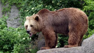 Niedźwiedź brunatny, fot. PAP/Piotr Rybarczyk