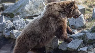 Niedźwiedź brunatny, zdjęcie ilustracyjne, fot. PAP/Maciej Kulczyński