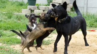 Psy Fot. PAP/Grzegorz Michałowski