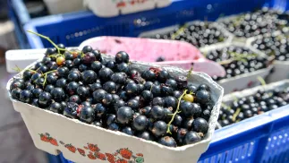 Czarne porzeczki. Zdj. ilustracyjne. Fot. PAP/Marcin Obara