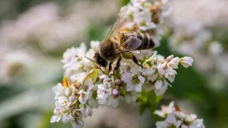 Pszczoła miodna oblatuje kwiat gryki. Fot. PAP/Wojtek Jargiło