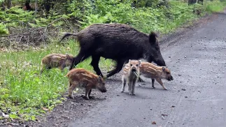 Wataha dzików z młodymi. Fot. PAP/Marcin Bielecki