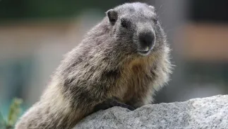 Świstaki w Tatrzańskim Parku Narodowym. Fot. PAP/Grzegorz Momot