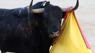 Byk podczas korridy, fot. PAP/EPA/EFE/Chema Moya