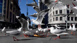 Mewy, zdjęcie ilustracyjne, fot. PAP/EPA/AAP/JOEL CARRETT