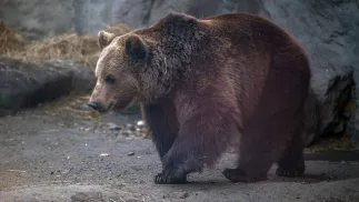 Niedźwiedź brunatny, zdjęcie ilustracyjne, fot. PAP/EPA/MTI/Zoltan Balogh