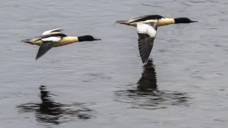 Para nurogęsi. Fot. PAP/Darek Delmanowicz