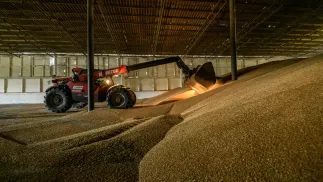 Żniwa pszenicy, zdjęcie ilustracyjne, fot. PAP/Vladyslav Musiienko