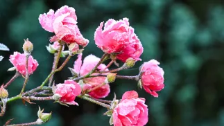 Przymrozki Fot. PAP/MARCIN BIELECKI